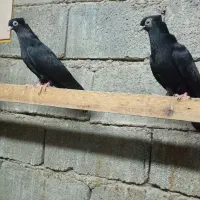 کبوتر کله ای وسیاه|پرنده|چمران, |دیوار