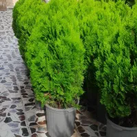 کاج لامیس|گل و گیاه طبیعی|رشت, یخسازی|دیوار