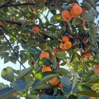 فروش خرمالوی عمده|عمدهفروشی|رودسر, |دیوار