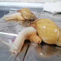 حلزون|خزنده|اسلام‌شهر, صادقیه|دیوار