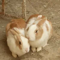 دوتا خرگوش نر و ماده بالغ