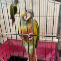 طوطی گرنچیک|پرنده|اهواز, یوسفی|دیوار