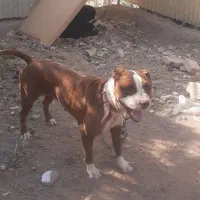 ۲ عدد پیتبول سیخوری ورازی