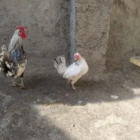 مرغ و خروس زینتی سپرایت|حیوانات مزرعه|چناران, |دیوار