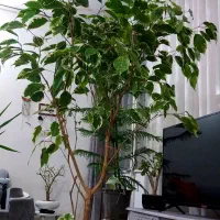 گل وگیاه و|گل و گیاه طبیعی|مشهد, مهدی آباد|دیوار