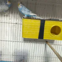 انواع مرغ عشق|پرنده|شیراز, گل سرخ|دیوار