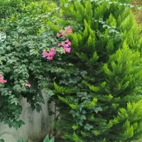 ویلایی ۲۵۰ متری محدوده جانبازان
