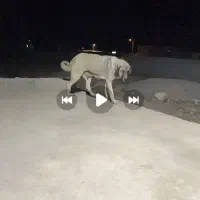 ماده عراقی دم فهل