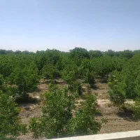 دو قطعه زمین