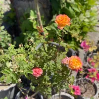 کاشت گل رز هلندی دایم گل|گل و گیاه طبیعی|تهران, شهرک دانشگاه|دیوار