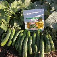 فروش بذر خیار اصلاح شده