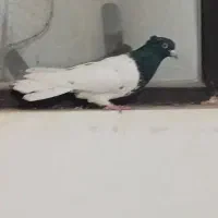 کبوتر سرک سیاه