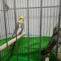 عروس هلندی سخنگو