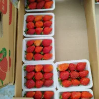 فروش گلخانه|فروش دفتر صنعتی، کشاورزی، تجاری|باغ حلی, |دیوار