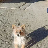 توله پامرین