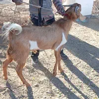 قیمت توافقی