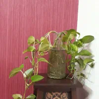 گل طبیعی پتوس و وسایل خانه. نو.نصف قیمت|گل و گیاه طبیعی|یزد, |دیوار
