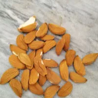 خرید بادام نقدوقیمت تجاری|خدمات باغبانی و درختکاری|فارسان, |دیوار