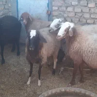 شیشک چینی و بره ماده سبک بزغاله بره چاق ۴میش تخم|حیوانات مزرعه|سده (خراسان جنوبی), |دیوار