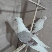 کبوتر