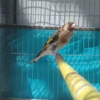 سهره متولدقفس|پرنده|آذرشهر, |دیوار