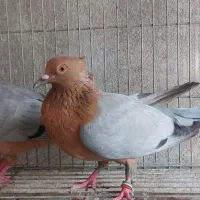 کبوتر آرشینگل کت آبی