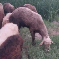 نر تخمی نژاد دار