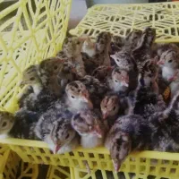 تبدیل تخم نطفه دار همه پرندگان به جوجه با دستگاه