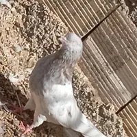 کبوتر|پرنده|بم, |دیوار