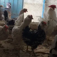 تخم نطفه دار گلین|حیوانات مزرعه|خمینیشهر, |دیوار