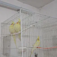 عروس هلندی مولد و فنچ|پرنده|گلبهار, شهر جدید گلبهار|دیوار