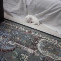 سگ اسپیتز|سگ|تهران, خاک سفید|دیوار