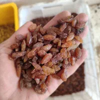کشمش آفتابی کاشمر|خوردنی و آشامیدنی|یزد, |دیوار
