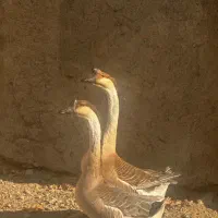 قو غاز افریقایی اصیل