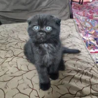 گربه اسکاتیش فولد