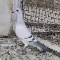 شامی پلاکی ماده