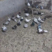 کفتر|پرنده|آران و بیدگل, |دیوار