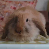 واگذاری رایگان بچه خرگوش لوپ سه ماهه