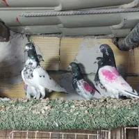 تیدی پرشی درجه یک|پرنده|چمران, |دیوار