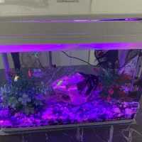 آکواریوم شیشه خم|ماهی|کرمانشاه, |دیوار