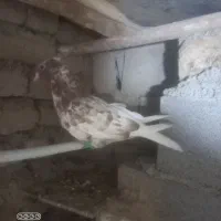 قره دم سفید|پرنده|قوچان, |دیوار