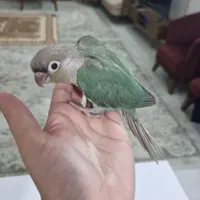 طوطی گرینچیک|پرنده|مشهد, جانباز|دیوار