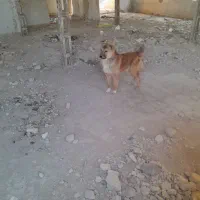 گمشده|حیوانات|نیمروز, |دیوار