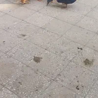 مرغ وخروس و اردک