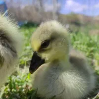 جوجه غاز قو تضمینی