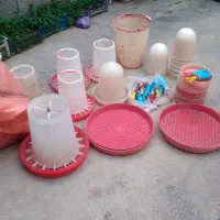 دان خوری مرغ