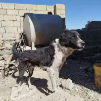 گچ قدرجونی ۱ساله شده