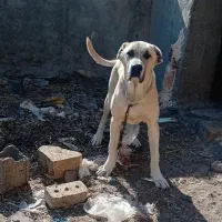 سگس|سگ|طاغنکوه, |دیوار