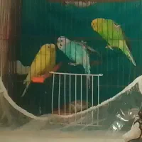 ۲ جفت مرغ عشق