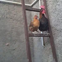 دوعدد مرغ اصیل محلی بایک عدد خروس محلی اصیل